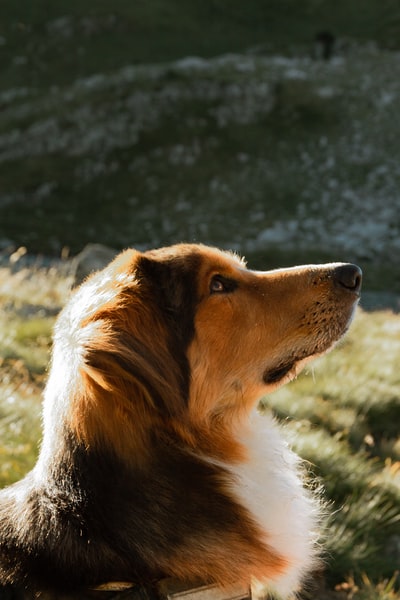 Brown long white and black dog
